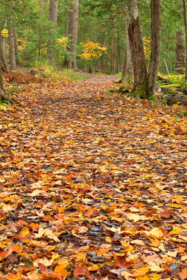 Swallow Fall Trail - HDR