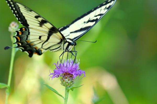 Swallow Tail Butterfly