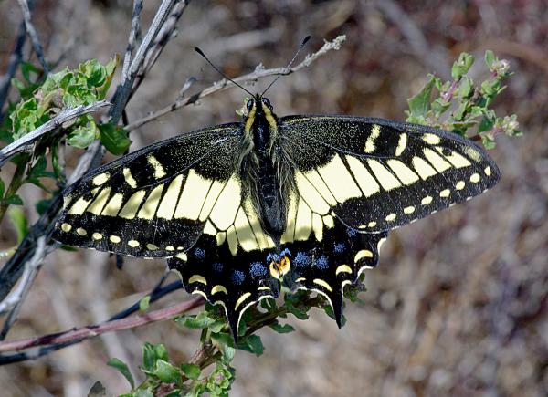 SWALLOWTAIL, ANISE (Papilio zelicaon) (8-25-08) black hill, morro bay, slo co, ca (1)