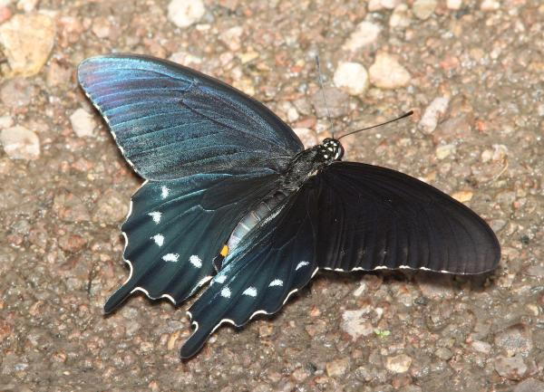 SWALLOWTAIL, PIPEVINE (Battus philenor) (9-1-11) pena blanca lake, scc, az