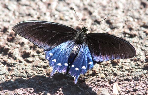 SWALLOWTAIL, PIPEVINE (Battus philenor) (9-4-13) pena blanca, scc, az -02