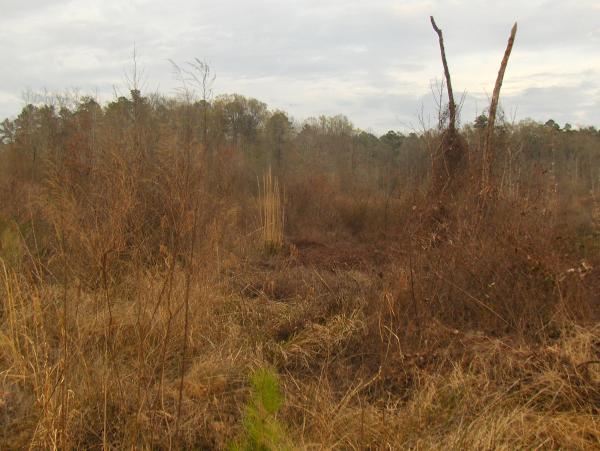 Swampland