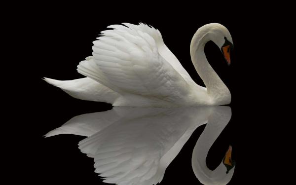 Swan