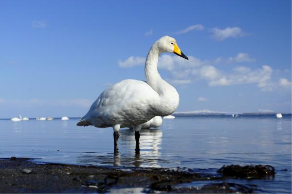Swan