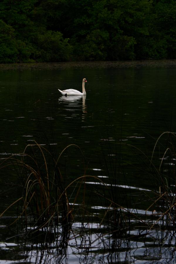 Swan