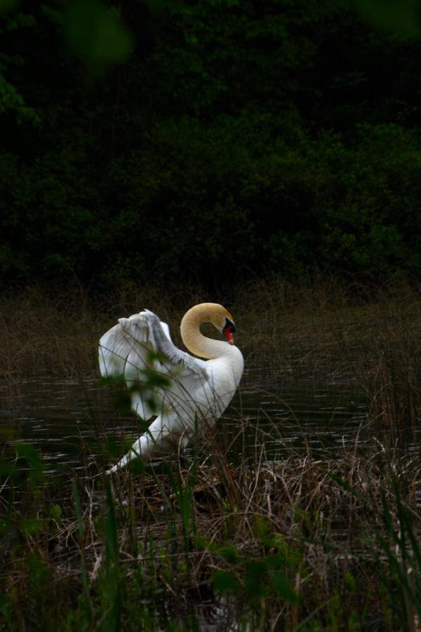 Swan