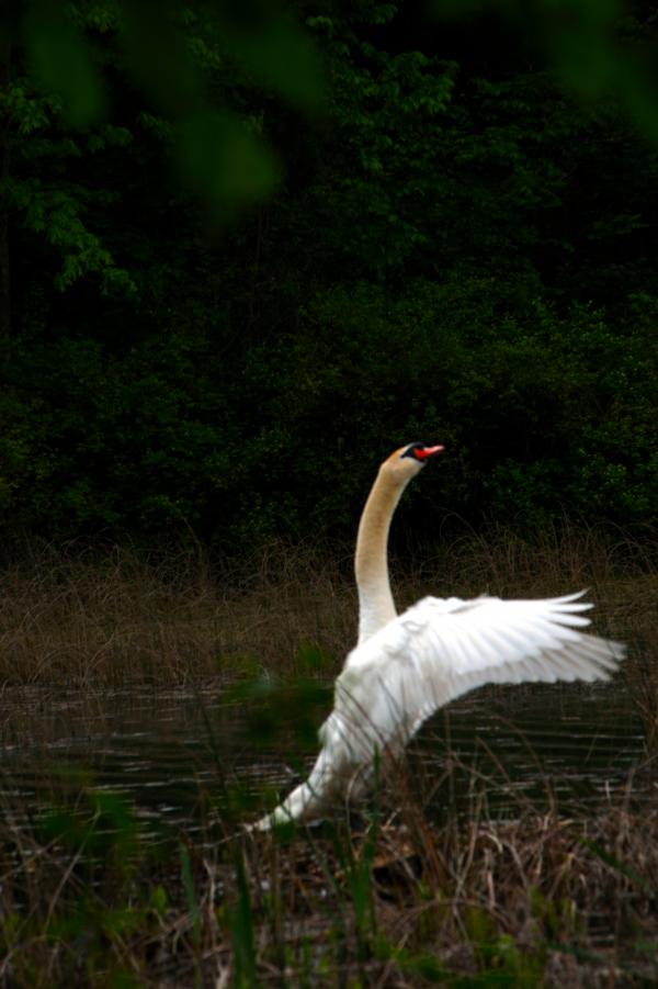 Swan