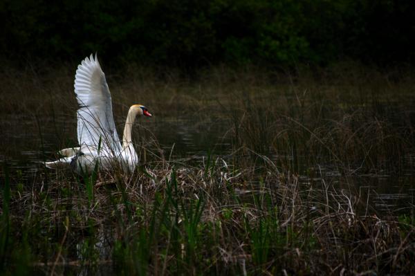 Swan