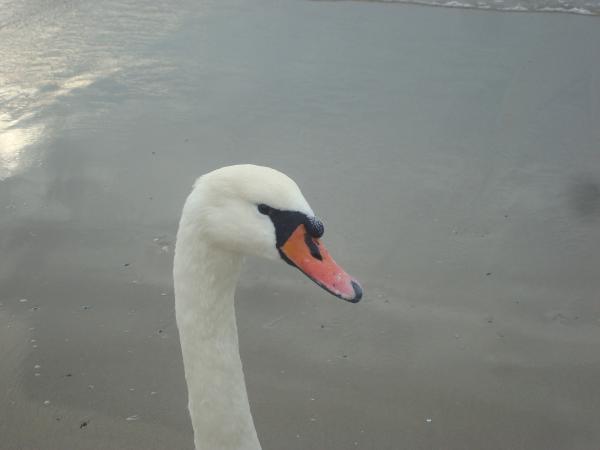 Swan