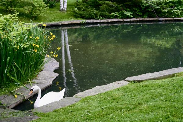 Swan