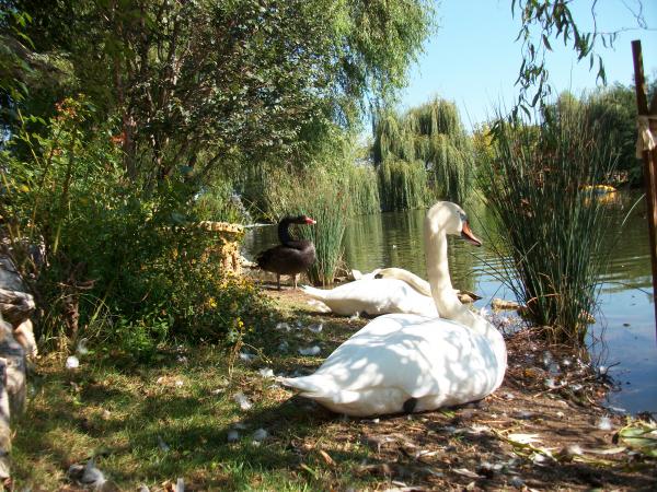 Swan