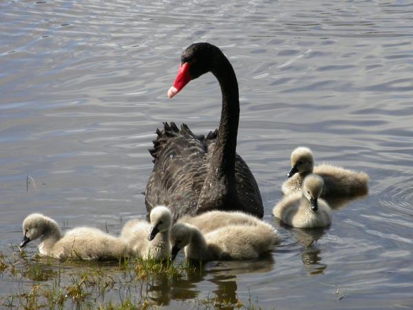 Swan