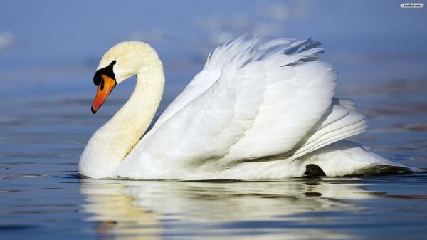Swan