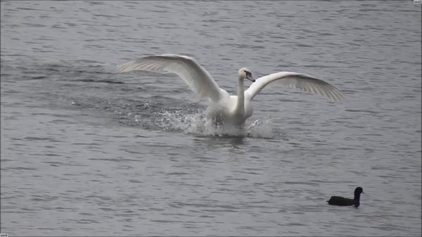 Swan Flying