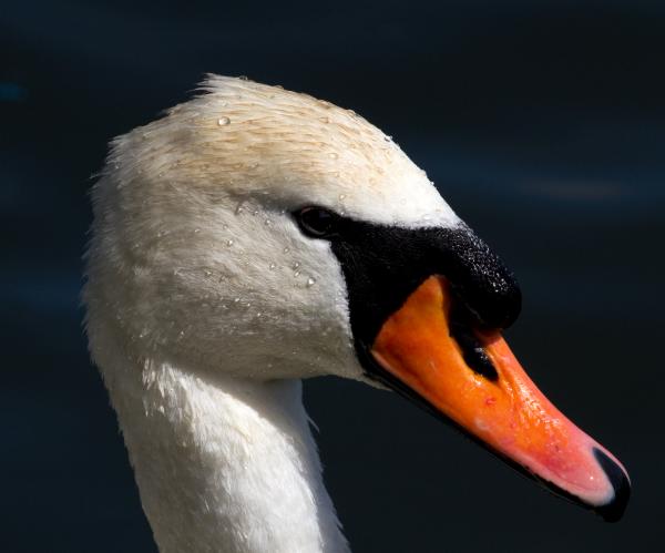 Swan head