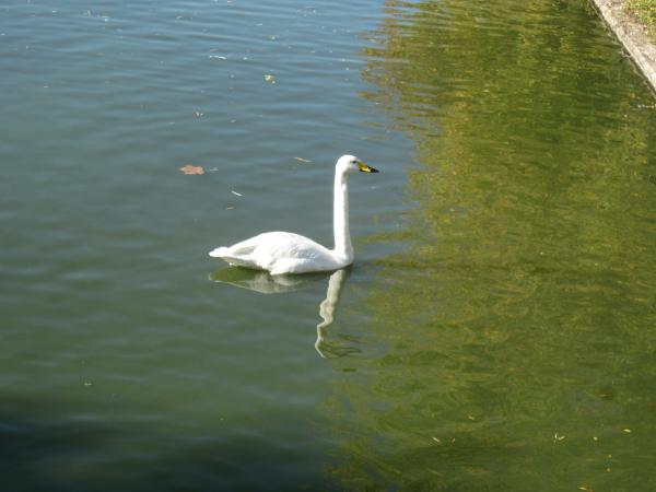 Swan in a lake