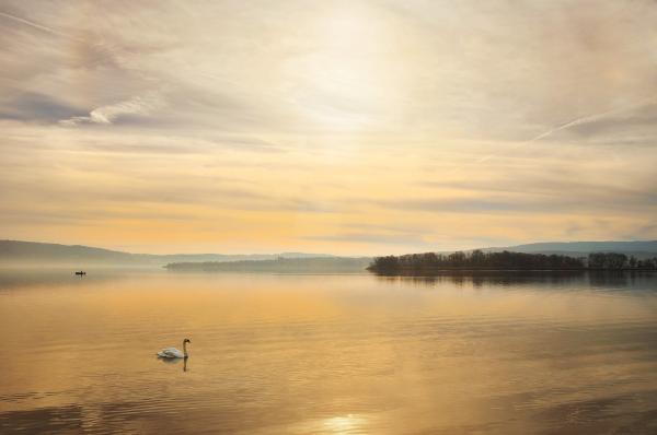 Swan in the River