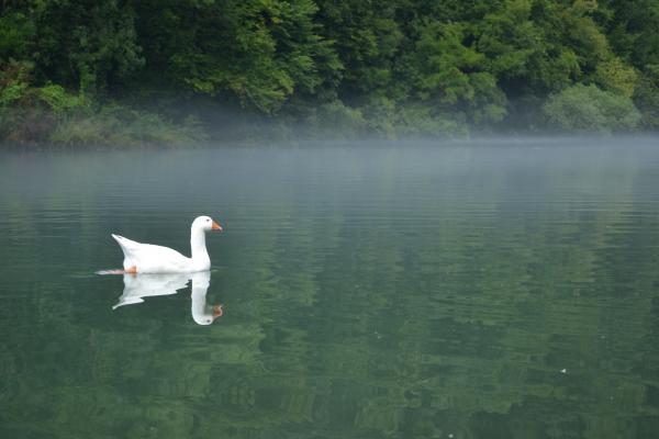 Swan on a river