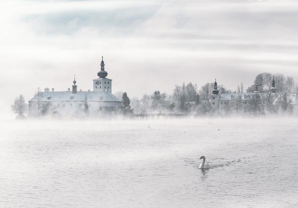 Swan on Body of Water Near Building