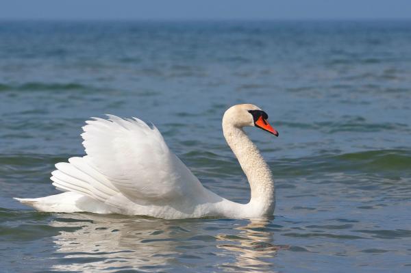 Swans