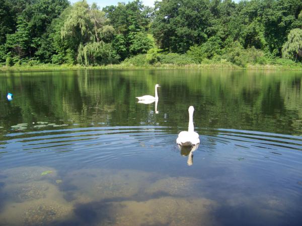 Swans