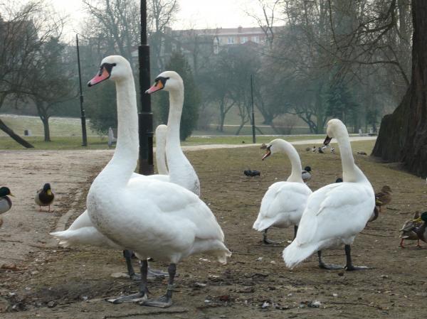 Swans and ducks