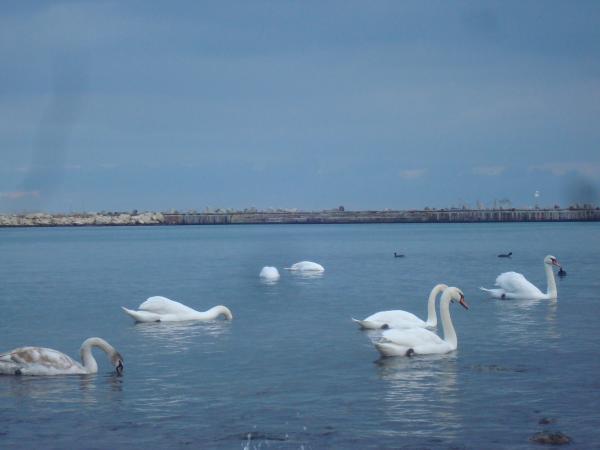 Swans at the Black Sea cost
