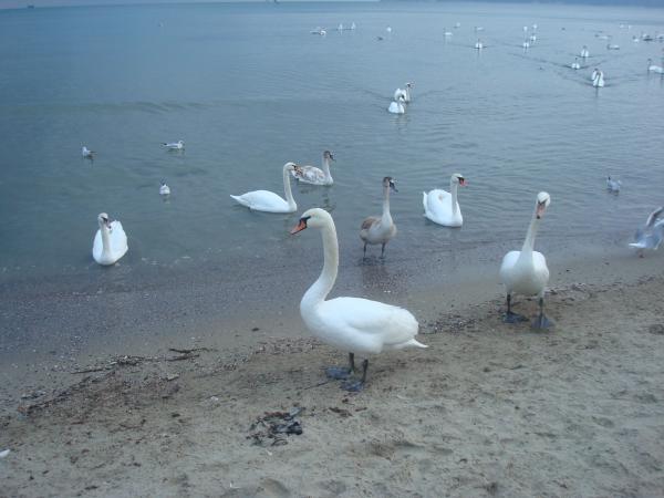 Swans at the Black Sea cost