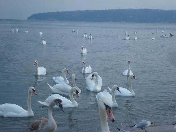Swans at the Black Sea cost