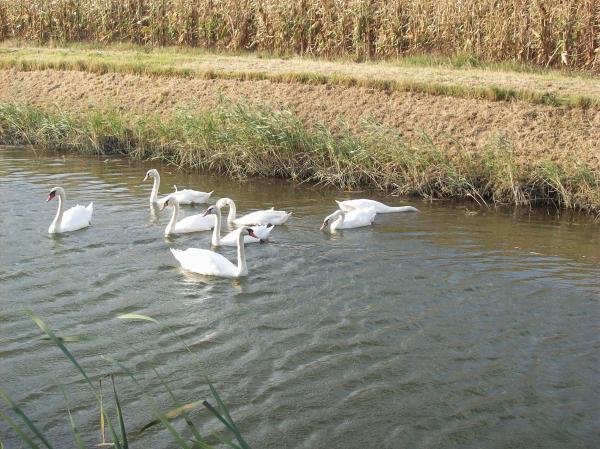 Swans in a channel