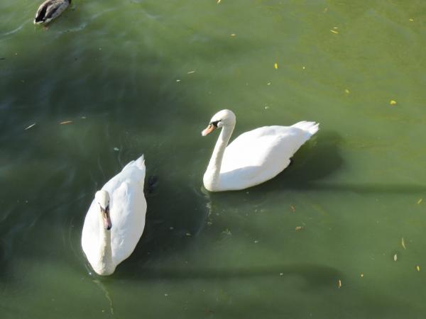 Swans in a lake