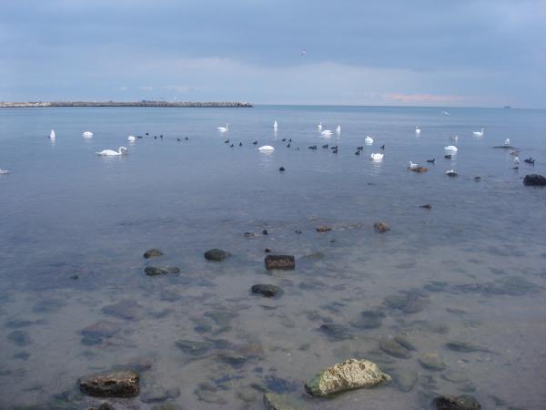 Swans swimming in the sea