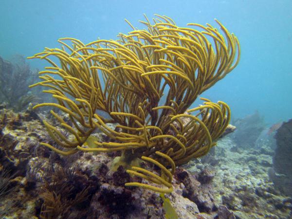 Swaying in the wind Molassass Reef Key Largo