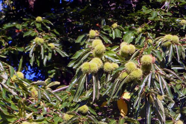 Sweet Chestnuts on tree