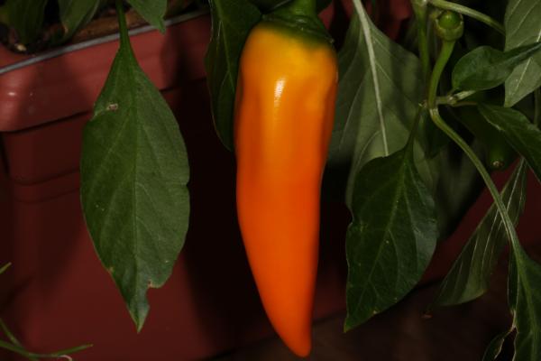 Sweet orange pepper