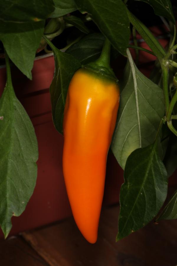 Sweet orange pepper