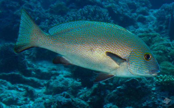 Sweetlips