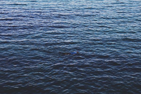 Swim