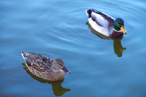 Swimming ducks