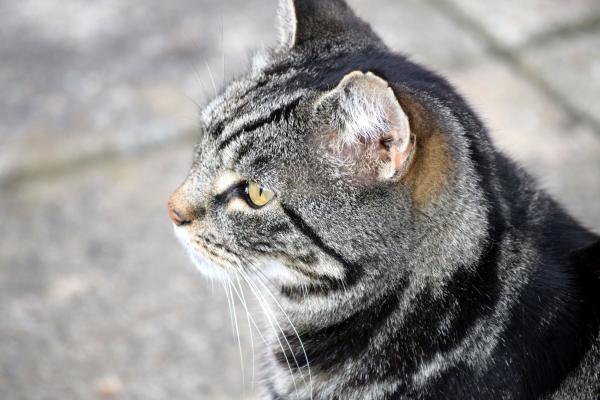 Tabby cat