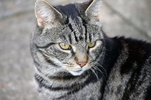 Tabby cat