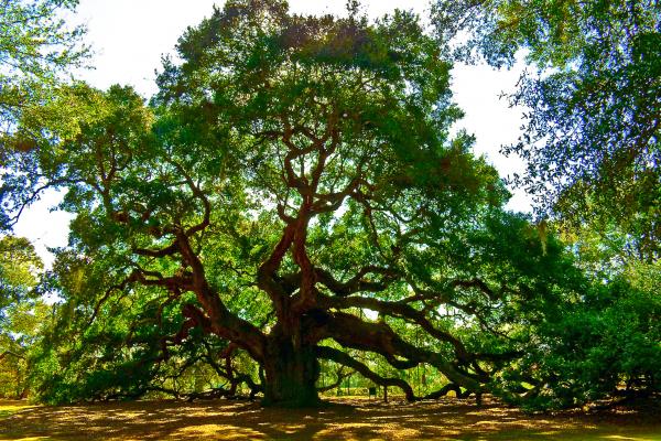 Tainted Trees