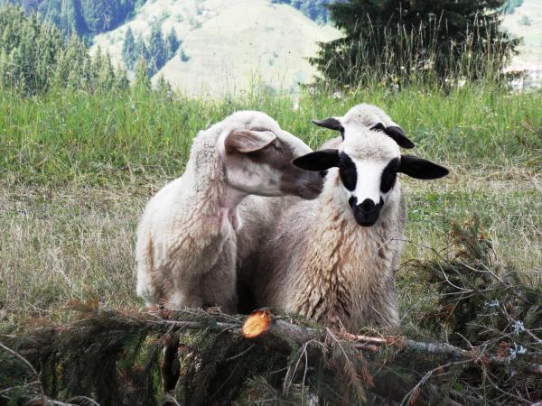 Talk on the ear