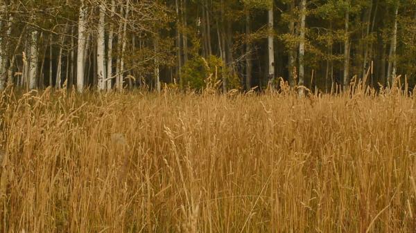 Tall Grass