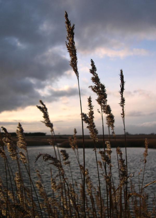 Tall grasses at sunset