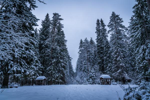 Tall Green Trees Filled With Snows during Winter