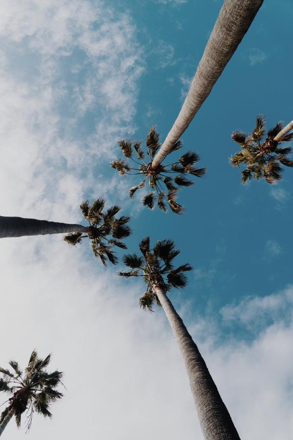 Tall Palm Trees