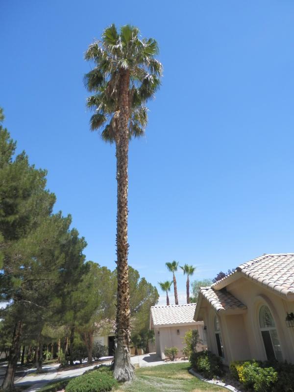 Tall Palms