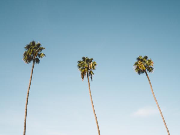 Three Palm Trees