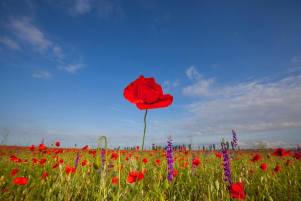 Tall Poppy Syndrome